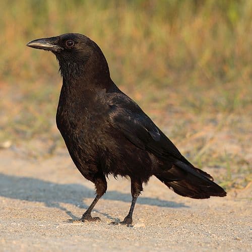 American Crow - Corvus brachyrhynchos
