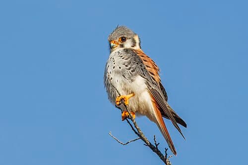 American Kestrel - Falco sparverius
