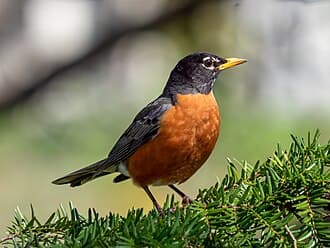 American Robin - Turdus migratorius