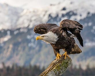 Bald Eagle - Haliaeetus leucocephalus