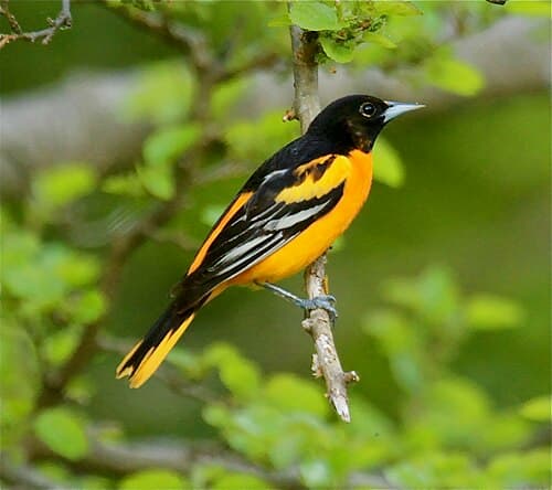 Baltimore Oriole - Icterus galbula