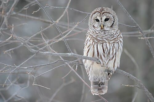 Barred Owl - Strix varia