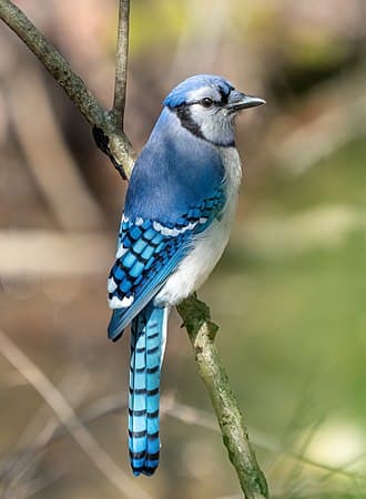 Blue Jay - Cyanocitta cristata