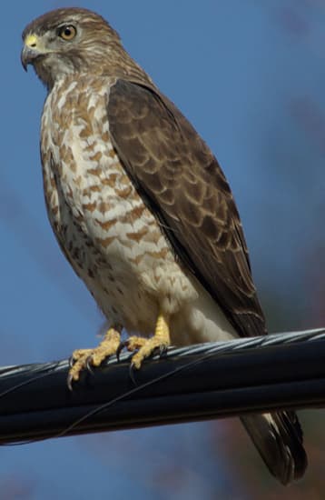 Broad-winged Hawk - Buteo platypterus