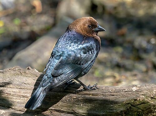 Brown-headed Cowbird - Molothrus ater