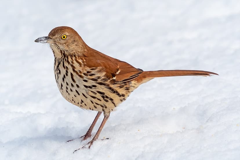Brown Thrasher - Toxostoma rufum