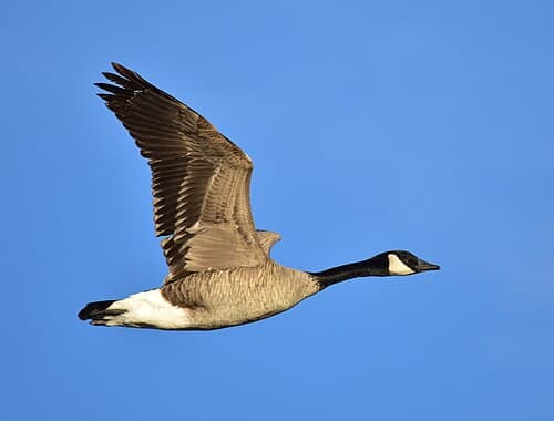 Canada Goose - Branta canadensis