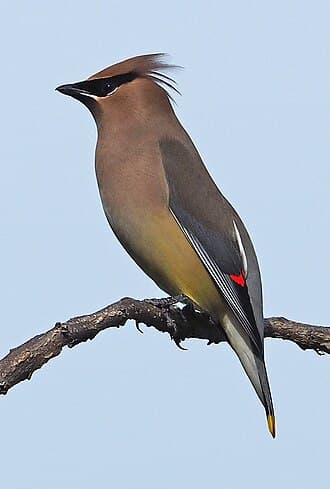 Cedar Waxwing - Bombycilla cedrorum