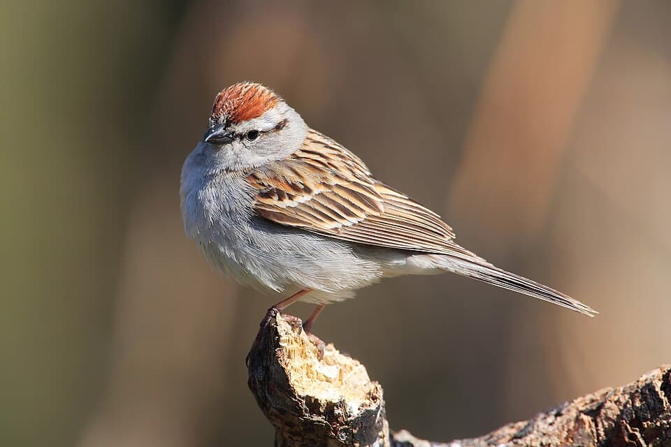 Chipping Sparrow - Spizella passerina