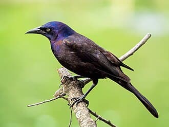 Common Grackle - Quiscalus quiscula
