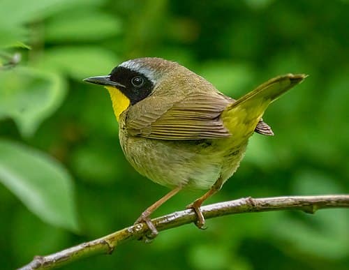Common Yellowthroat - Geothlypis trichas