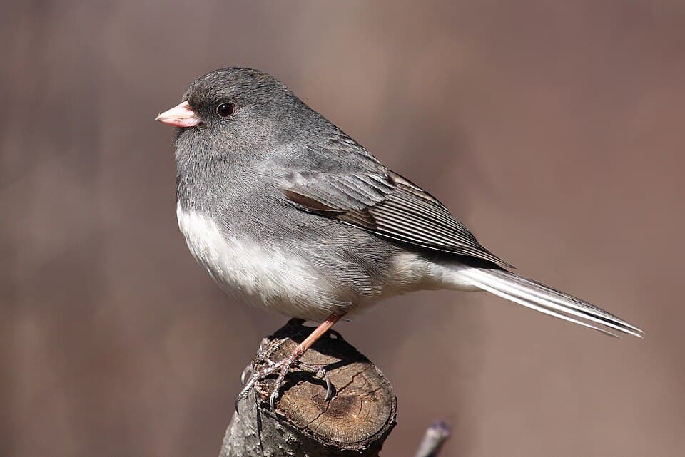 Dark-eyed Junco - Junco hyemalis