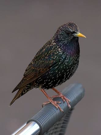 European Starling - Sturnus vulgaris