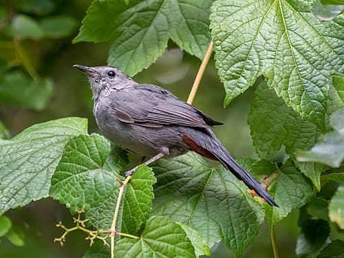 Gray Catbird - Dumetella carolinensis