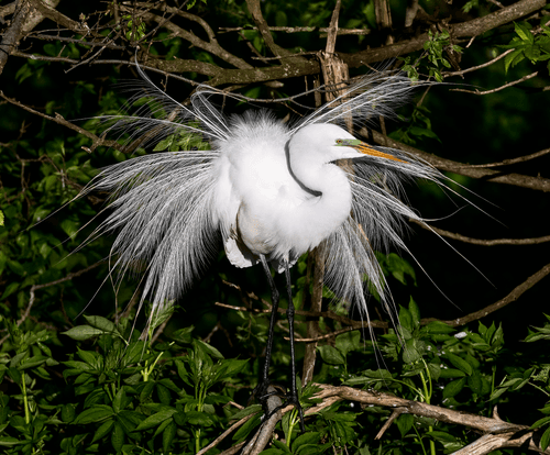 Great Egret - Ardea alba