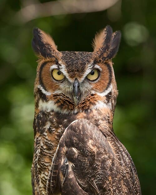 Great Horned Owl - Bubo virginianus
