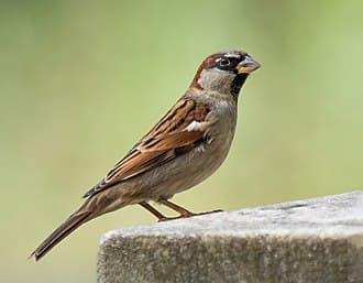 House Sparrow - Passer domesticus