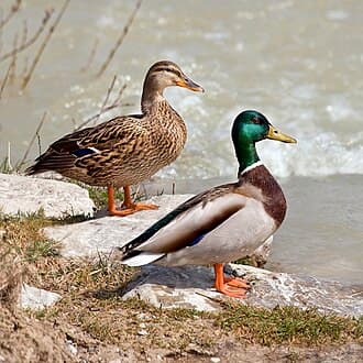 Mallard - Anas platyrhynchos