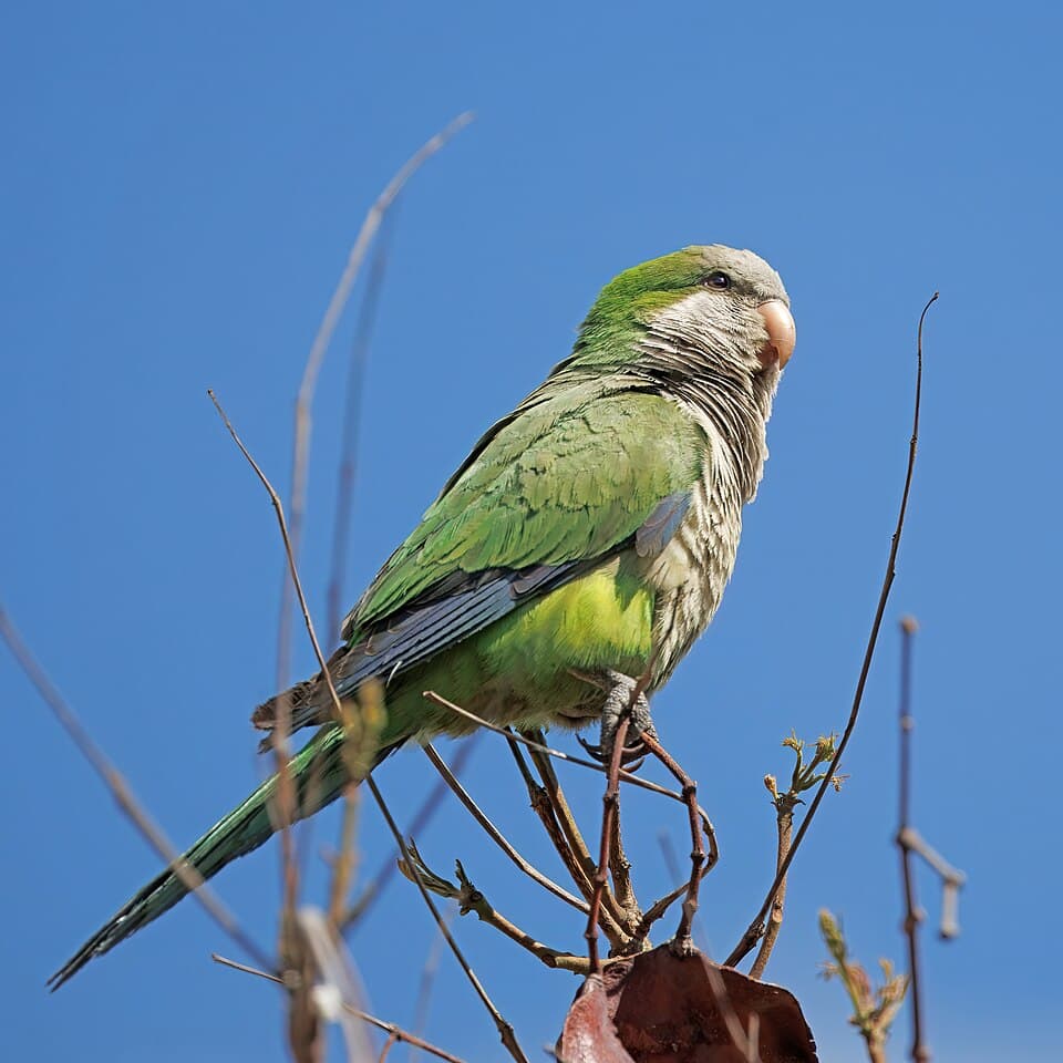 Monk Parakeet - Myiopsitta monachus