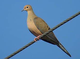 Mourning Dove - Zenaida macroura