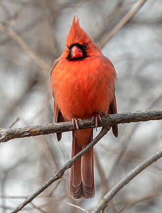 Northern Cardinal - Cardinalis cardinalis