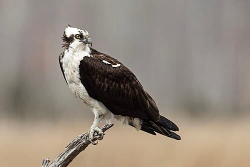 Osprey - Pandion haliaetus