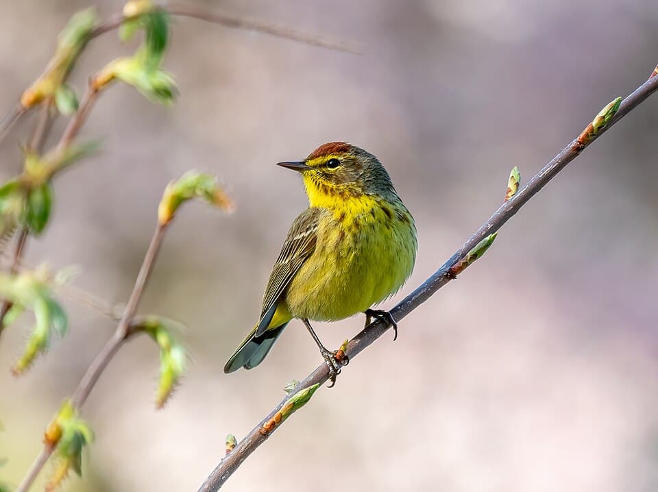 Palm Warbler - Setophaga palmarum