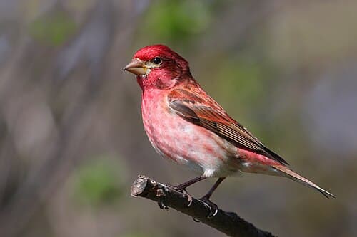 Purple Finch - Haemorhous purpureus