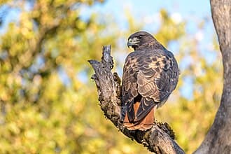 Red-tailed Hawk - Buteo jamaicensis