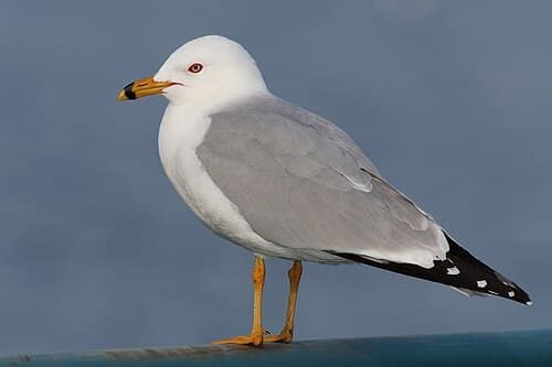 Ring-billed Gull - Larus delawarensis