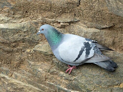 Rock Pigeon - Columba livia