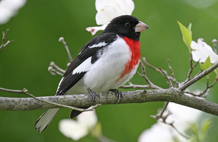 Rose-breasted Grosbeak - Pheucticus ludovicianus