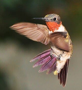 Ruby-throated Hummingbird - Archilochus colubris