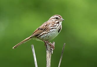 Song Sparrow - Melospiza melodia