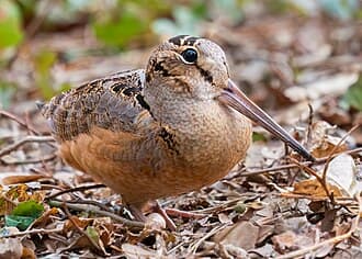 American Woodcock - Scolopax minor