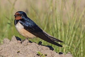 Barn Swallow - Hirundo rustica