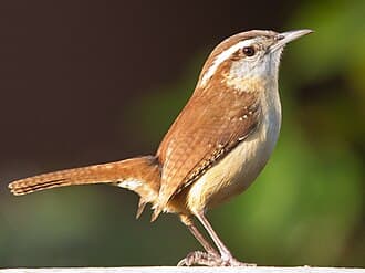Carolina Wren - Thryothorus ludovicianus