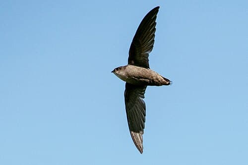 Chimney Swift - Chaetura pelagica