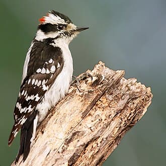 Downy Woodpecker - Dryobates pubescens