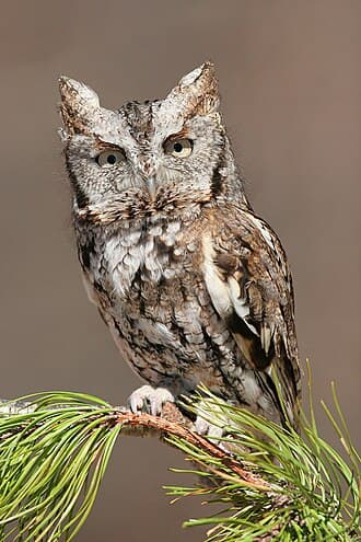 Eastern Screech-Owl - Megascops asio