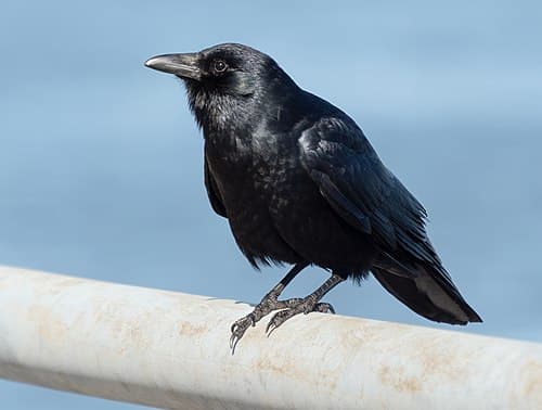 Fish Crow - Corvus ossifragus
