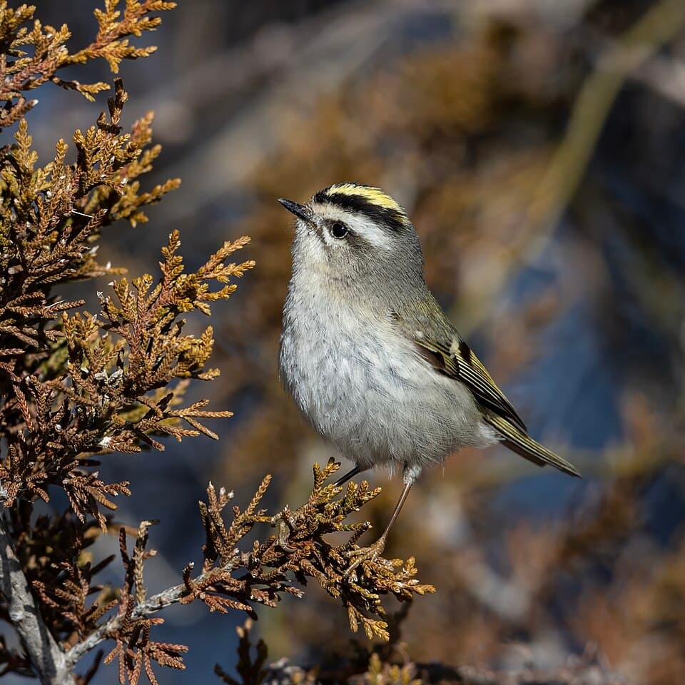 Golden-crowned Kinglet - Regulus satrapa