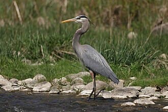 Great Blue Heron - Ardea herodias