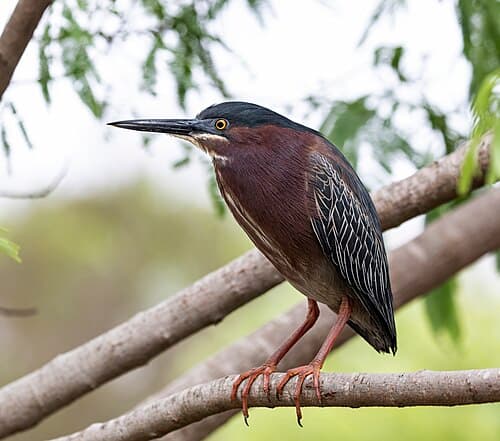 Green Heron - Butorides virescens