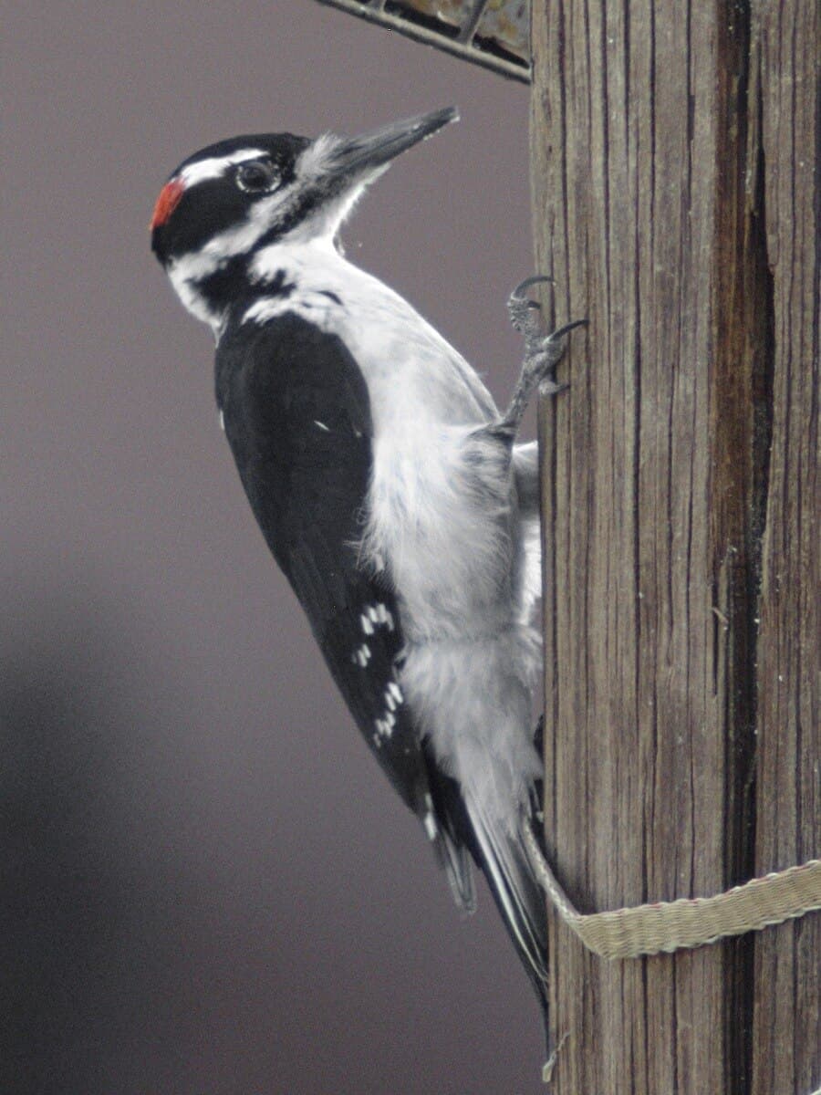 Hairy Woodpecker - Dryobates villosus