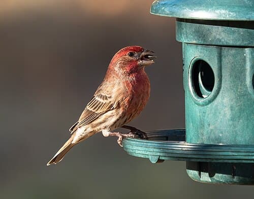 House Finch - Haemorhous mexicanus