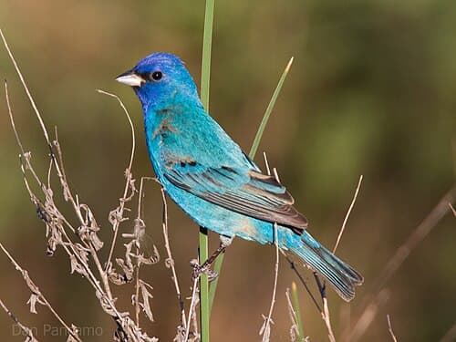 Indigo Bunting - Passerina cyanea