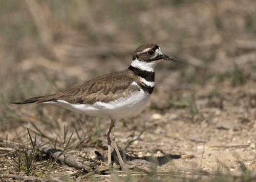 Killdeer - Charadrius vociferus
