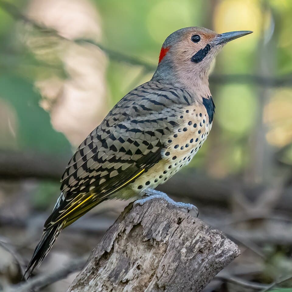Northern Flicker - Colaptes auratus
