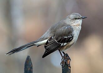 Northern Mockingbird - Mimus polyglottos
